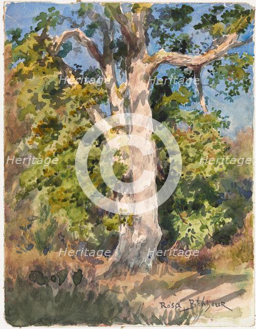 Tree Study. Creator: Rosa Bonheur (French, 1822-1899).