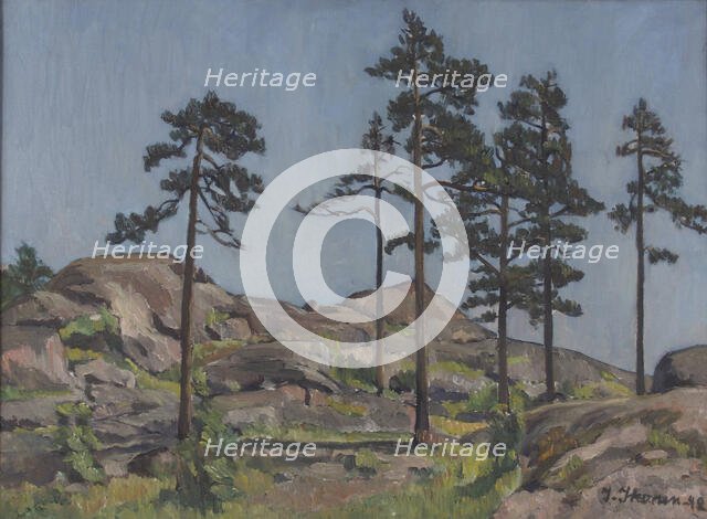 Pine trees on rocky ground, 1942. Creator: Ilmari Ikonen.
