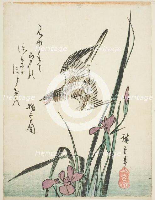 Cuckoo flying over iris, 1830s. Creator: Ando Hiroshige.