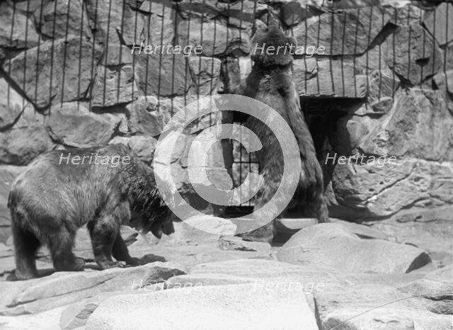 Zoo, Washington, D.C.: Bears, 1916. Creator: Harris & Ewing.