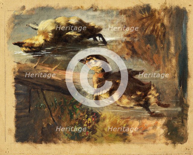 Study of Ducks on the Water I, 1840-1850. Creator: Friedrich Carl von Scheidlin.