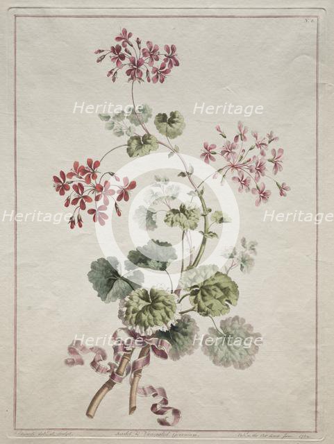 A Collection of Flowers Drawn from Nature: No. 6 - Scarlet and Variegated Geranium, 1801. Creator: John Edwards (British).