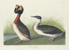 Horned Grebe, 1835. Creator: Robert Havell.