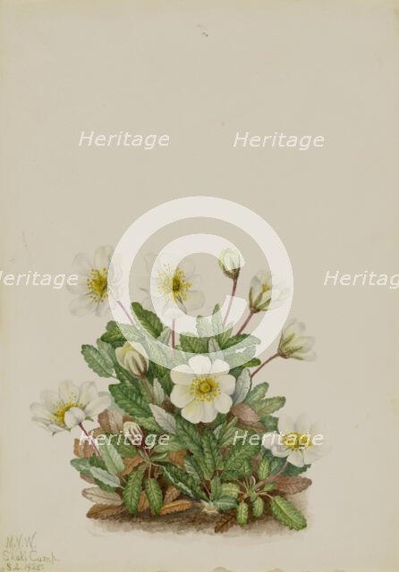 White Dryad (Dryas octopetala), 1925. Creator: Mary Vaux Walcott.