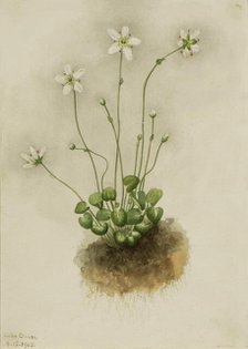 Fringed Parnassia (Parnassia fimbriata), 1905. Creator: Mary Vaux Walcott.