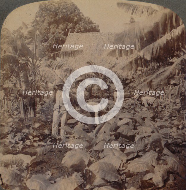 'Cutting Tobacco - A Typical Plantation - Province of Havana, Cuba', 1899. Artist: Works and Sun Sculpture Studios.