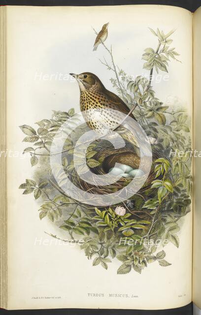 A thrush, sitting above its nest, containing eggs, 1873.  Creator: Henry Constantine Richter.