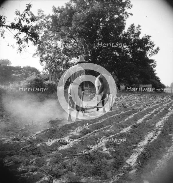 Plowboy in Alabama earns seventy-five cents daily, 1936. Creator: Dorothea Lange.