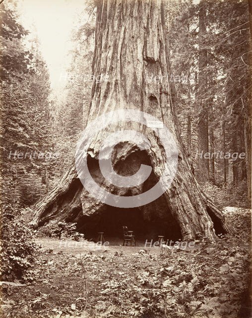 Pioneer's Cabin, 1865-66, printed ca. 1876. Creator: Carleton Emmons Watkins.