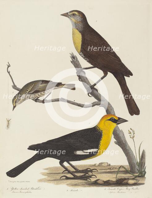 Yellow-headed Blackbird, Female Blackbird, and Female Cape May Warbler. Creator: Alexander Lawson.