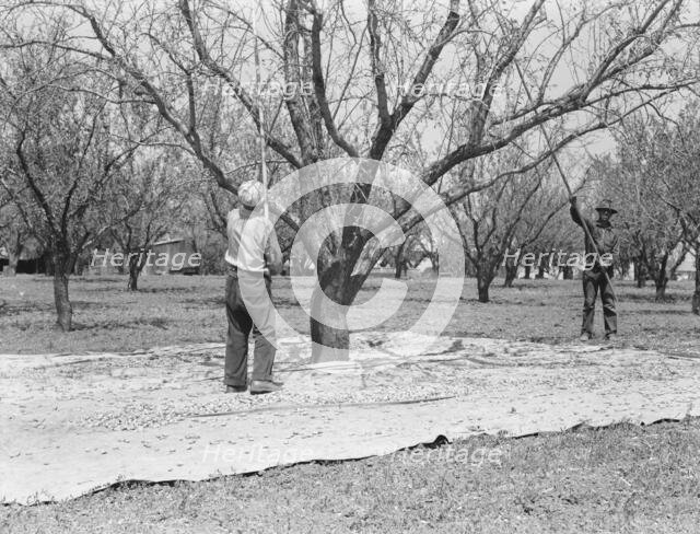 Harvesting on almond ranch, local day labor, near Walnut Creek, Contra Costa County, CA, 1939. Creator: Dorothea Lange.