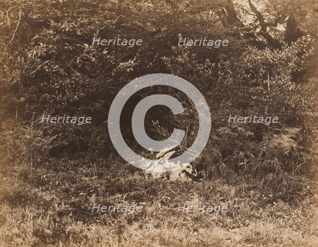 A Rock in the Forest, c. 1865. Creator: Eugène Cuvelier.