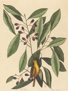 The Yellow Titmouse (Motacilla trochilus), published 1754. Creator: Mark Catesby.