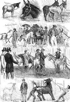 Sketches at the Mule and Donkey Show at the Crystal Palace, 1874. Creator: Unknown.