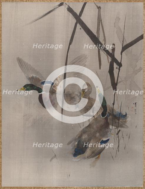 Ducks in the Rushes, ca. 1887. Creator: Watanabe Seitei.