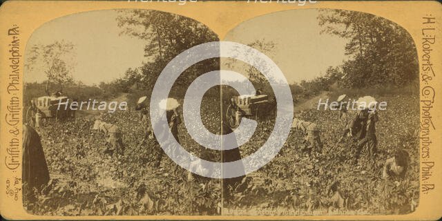View of African American workers in a cotton field near Atlanta, c1890. Creator: HL Roberts & Co.