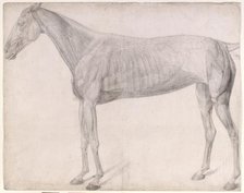 Working drawing for 'The First Anatomical Table of the Muscles ... of the Horse', 1756. Creator: George Stubbs.