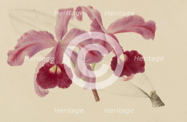 Originaux de publications d´horticulture et d´arboriculture, 1878-1881. Creator: Pannemaeker, Pieter Joseph de (1832-1904).