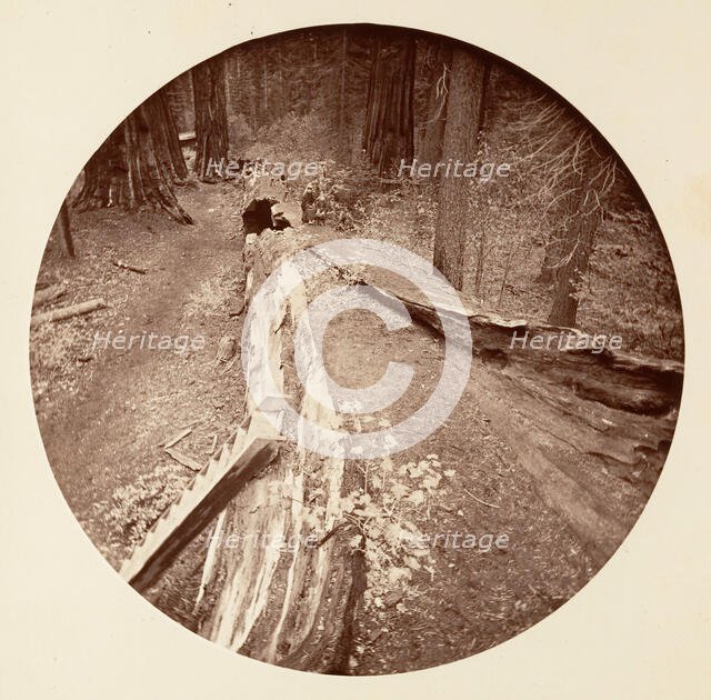 The Father of the Forest 450 Ft Long, C. Grove, ca. 1878. Creator: Carleton Emmons Watkins.