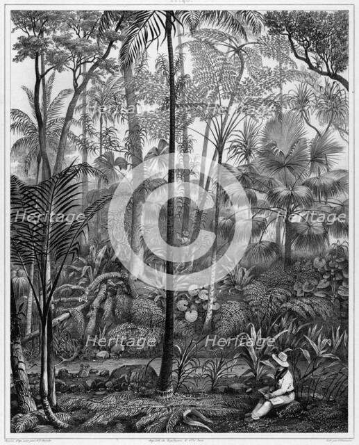 View Taken in the Woods, Bonin Islands, 19th century. Creators: Alexander Postels, Godefroy Engelmann, Louis Jules Federe Villeneuve.