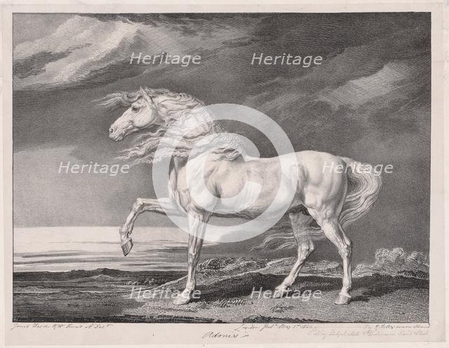 Fourteen Celebrated Horses: Adonis, 1824. Creator: James Ward (British, 1769-1859).