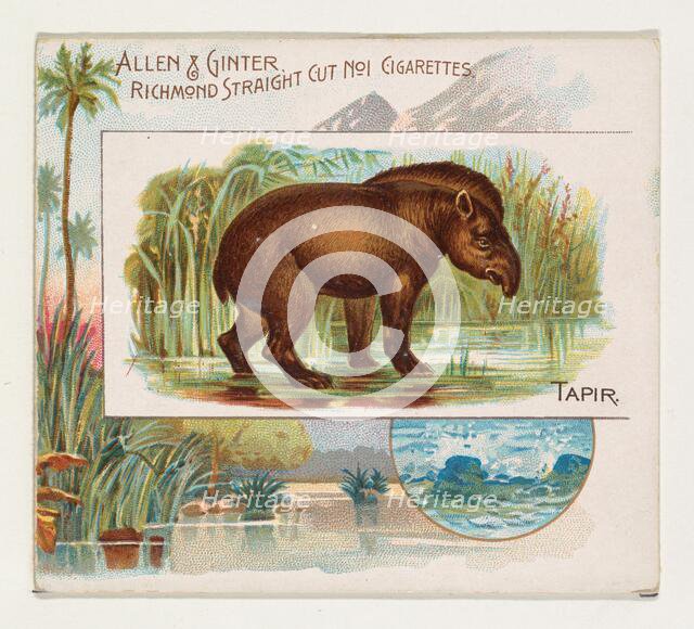 Tapir, from Quadrupeds series (N41) for Allen & Ginter Cigarettes, 1890. Creator: Allen & Ginter.