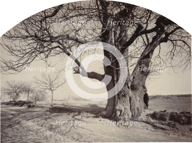 Grand Châtaignier au Bord d'un Chemin (Large Chestnut Tree on the Side of a Road), c.1875-1880. Creator: Félix Thiollier.