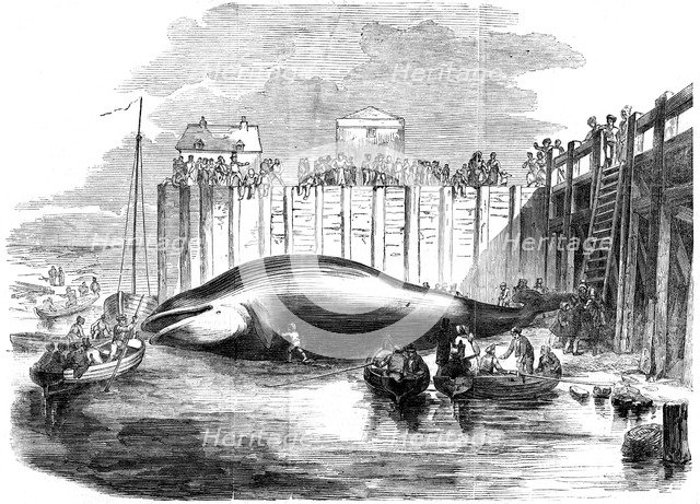 Whale captured in the Thames, Grays, Essex, 19th century. Artist: Unknown