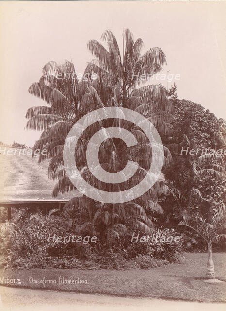 Botanical Garden, 1860s-70s. Creator: Unknown.