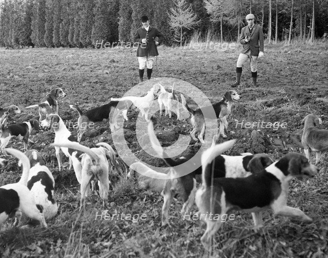 Hunting with beagles, c1960s.