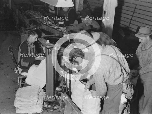 In packing shed, grading and sacking potatoes..., Tulelake, Siskiyou County, California, 1939. Creator: Dorothea Lange.