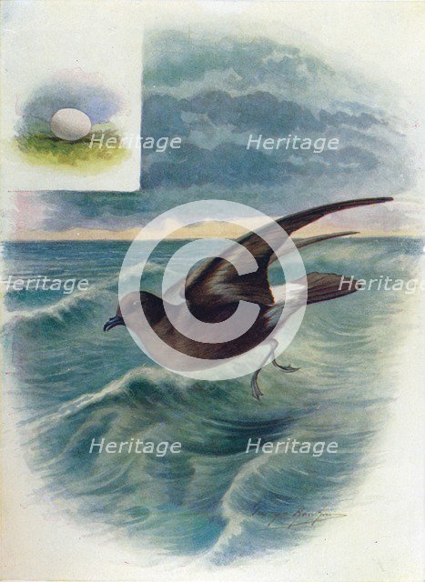 'Storm Petrel - Procellar'ia pela'gica', c1910, (1910). Artist: George James Rankin.
