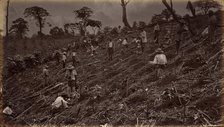 Setting out a Coffee Plantation at Antigua de Guatemala, 1875, published 1877. Creator: Eadweard J Muybridge.