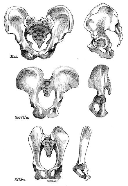 Front and side views of the bony pelvis of Man, Gorilla and Gibbon, 1863.  Creator: WH Wesley.