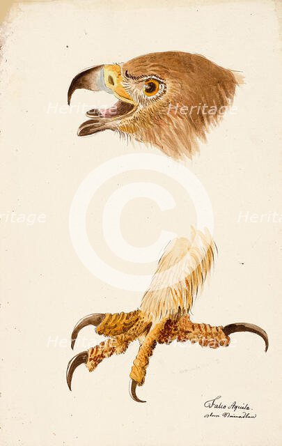 Ornithological Study, c.1800. Creator: Kuhn, G. (active 1795-1825).