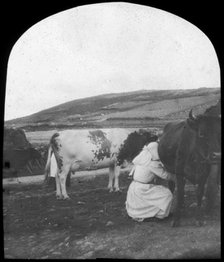 Milking, late 19th or early 20th century. Artist: Unknown