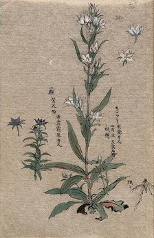 Two flowering plants. Creator: Unknown.