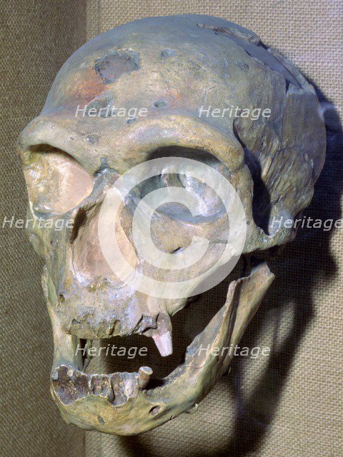 Reconstructed Neanderthal Man's skull, 49,000 BC. Artist: Unknown
