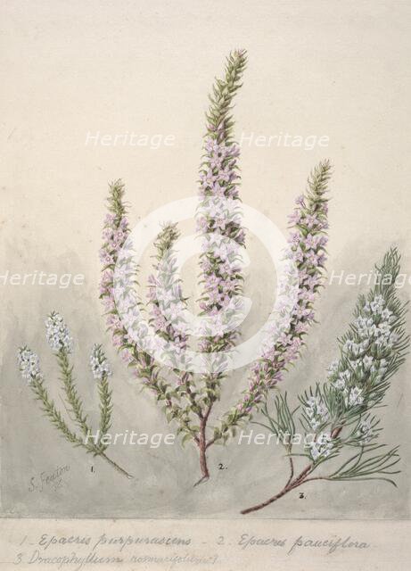 Epacris (2species); Dracophyllum (1 species), c.1885. Creator: Sarah Featon.