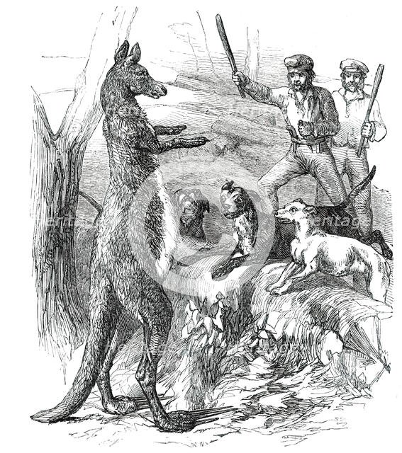 At Bay - "Sticking up a Boomer", 1850. Creator: Unknown.