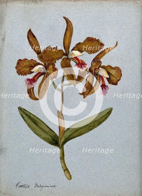 An orchid (Cattleya Duboysoniana): flowering stem. Creator: Unknown.