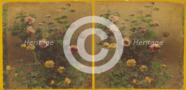 Roses., about 1865-1875. Creator: Benjamin West Kilburn.