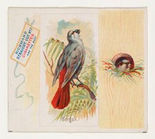 Bengali, from the Song Birds of the World series (N42) for Allen & Ginter Cigarettes, 1890. Creator: Allen & Ginter.