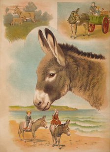 'The Donkey', c1900. Artist: Helena J. Maguire.