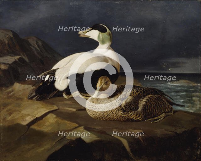 Pair of Common Eiders on a Rock, 1869. Creator: Ferdinand von Wright.