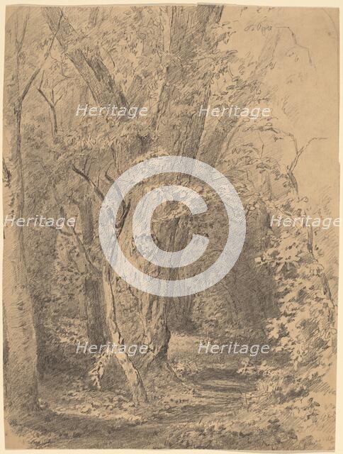 Tree and Foliage, probably c. 1873. Creator: Walter Shirlaw.