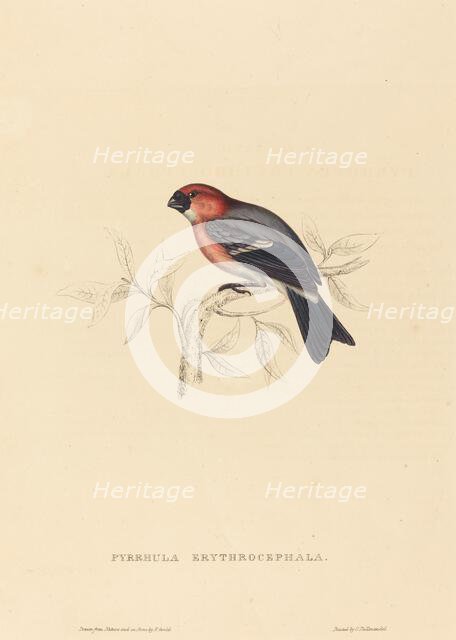 Pyrrhula Erythrocephala (Redheaded Bullfinch). Creator: Elizabeth Gould.
