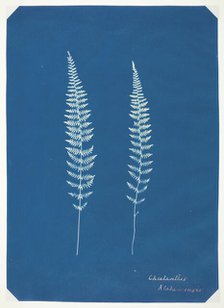 Untitled [ferns], c. 1850.  Creator: Unknown.