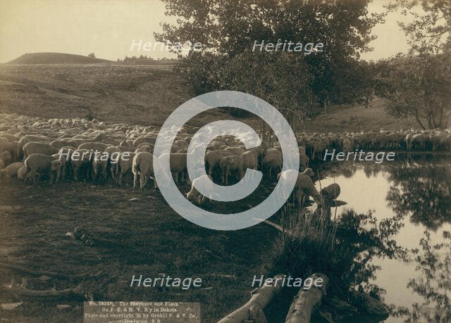The shepherd and flock On FE & MV R'y in Dakota, 1891. Creator: John C. H. Grabill.