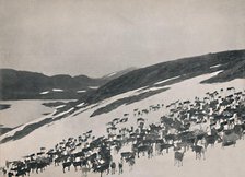 'Reindeer on the Mountains', 1914. Creator: Unknown.